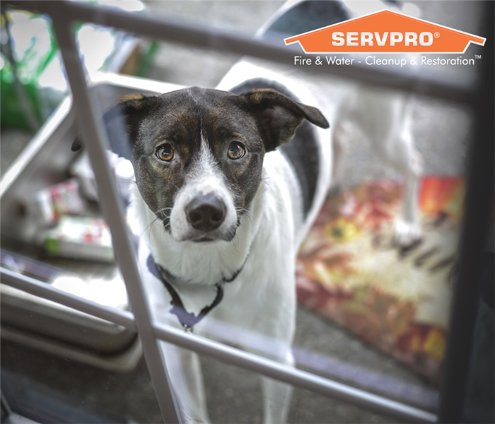 SERVPRO logo and dog inside home